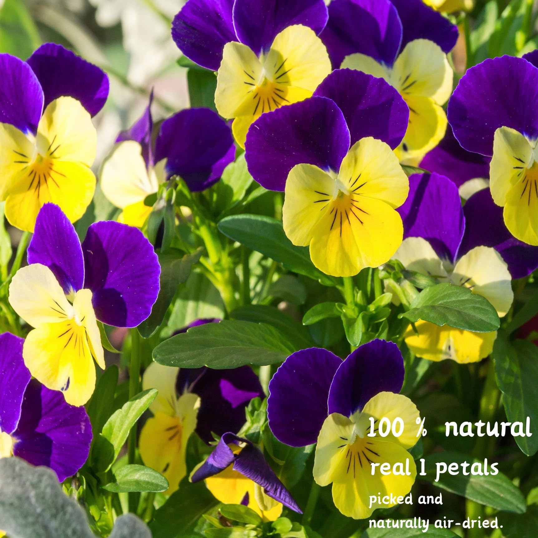 PureHabitat vacuum sealed viola tricolor flowers container