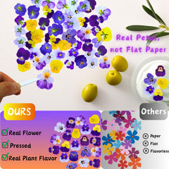 PureHabitat pressed dried viola tricolor flowers 10 colors