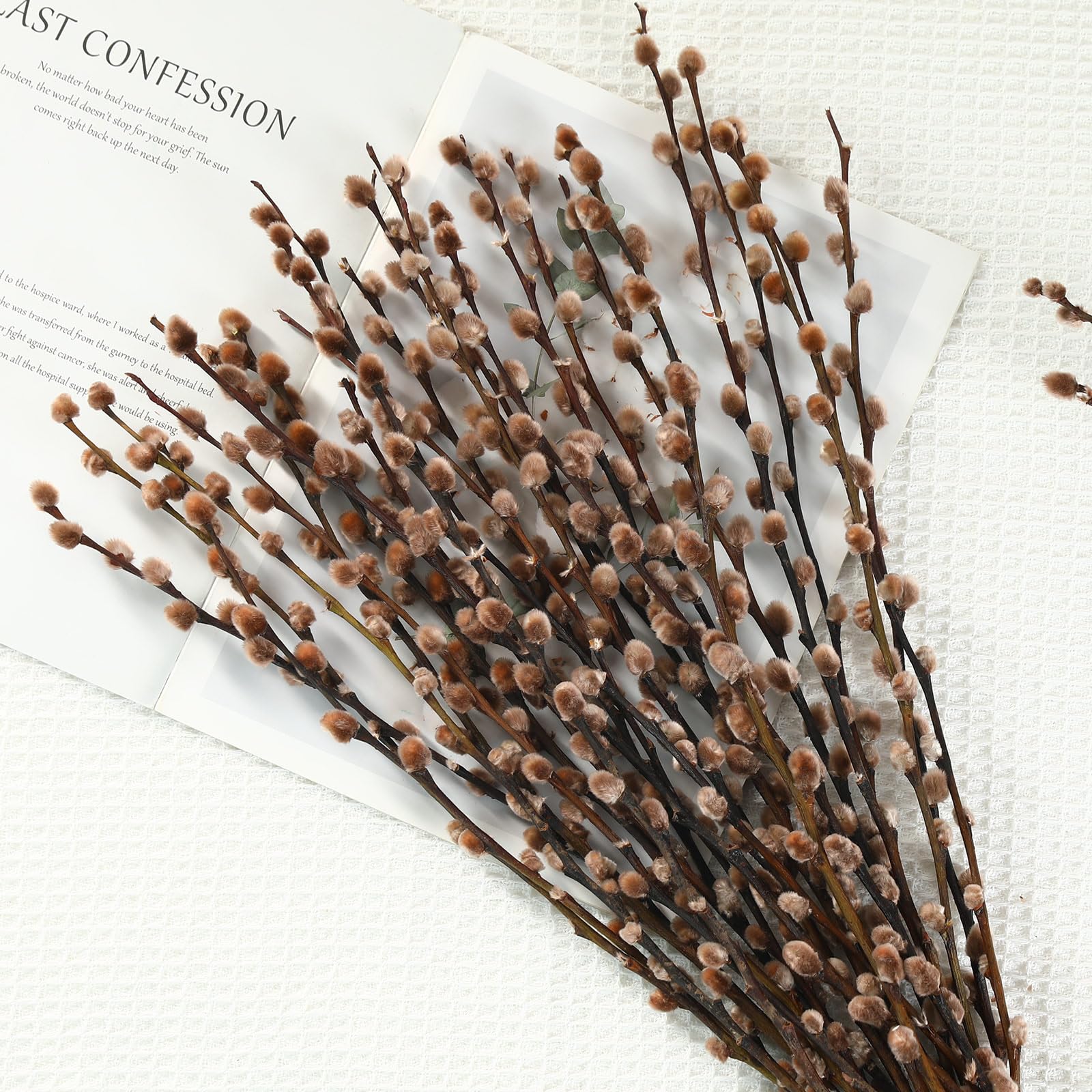 Brown preserved PussyWillow branches from natural plants