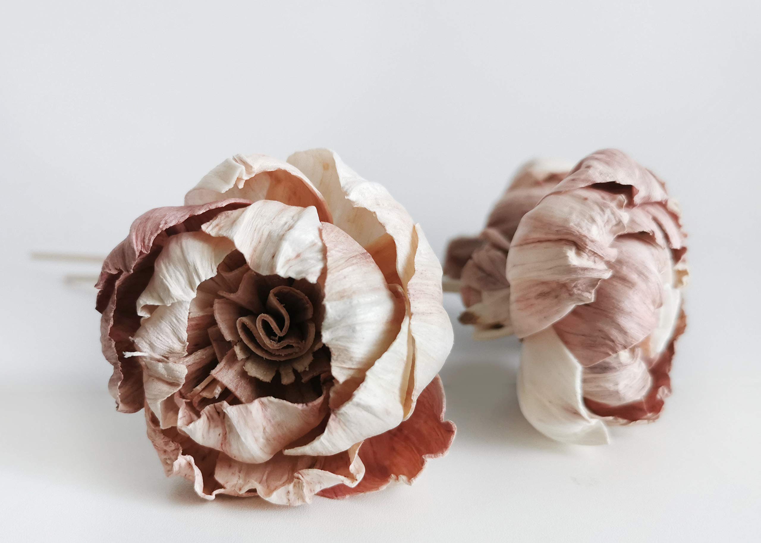 Ten count pink rare Sola flowers for diffuser