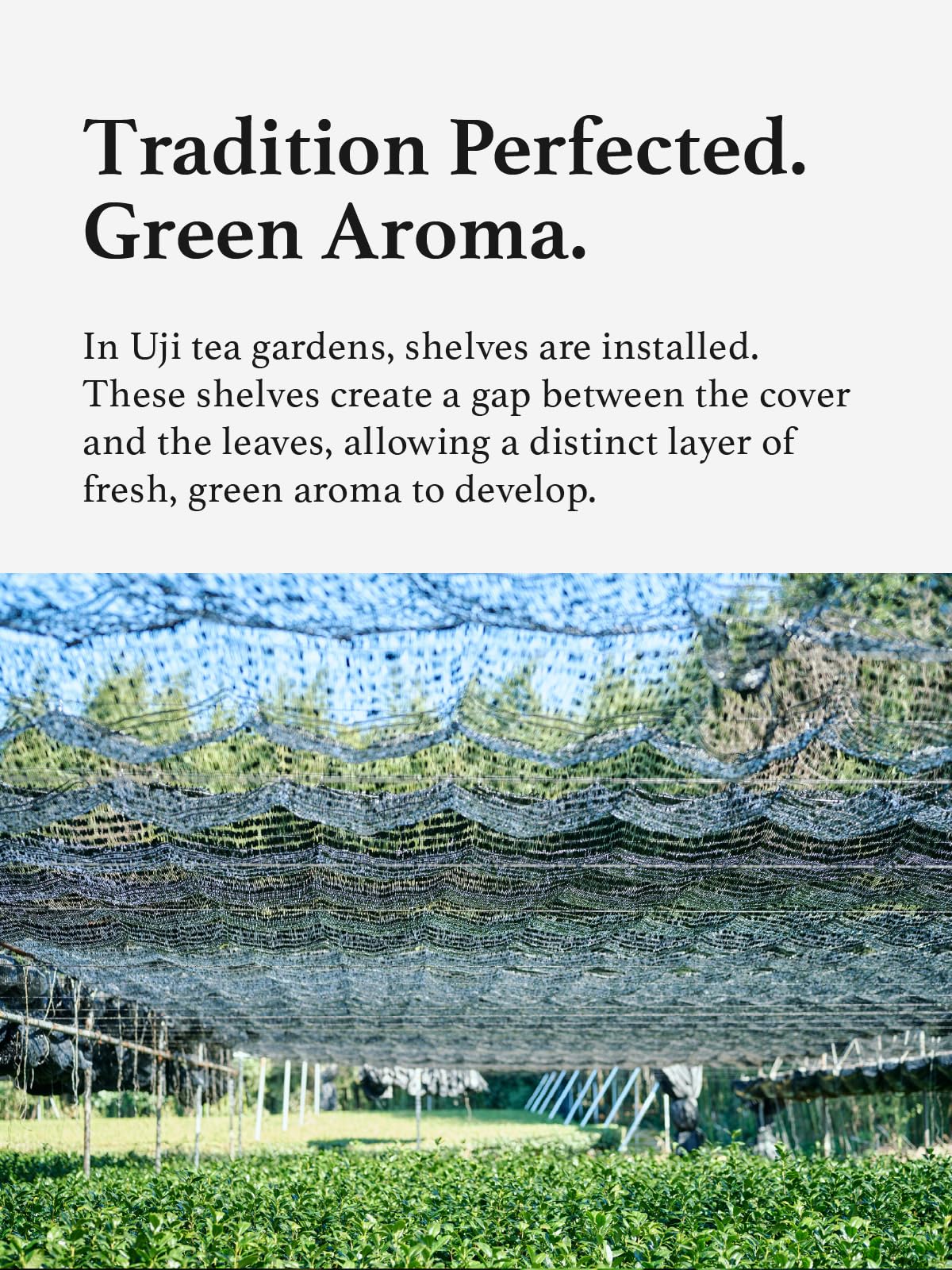 roasted green tea powder kyohayashiya