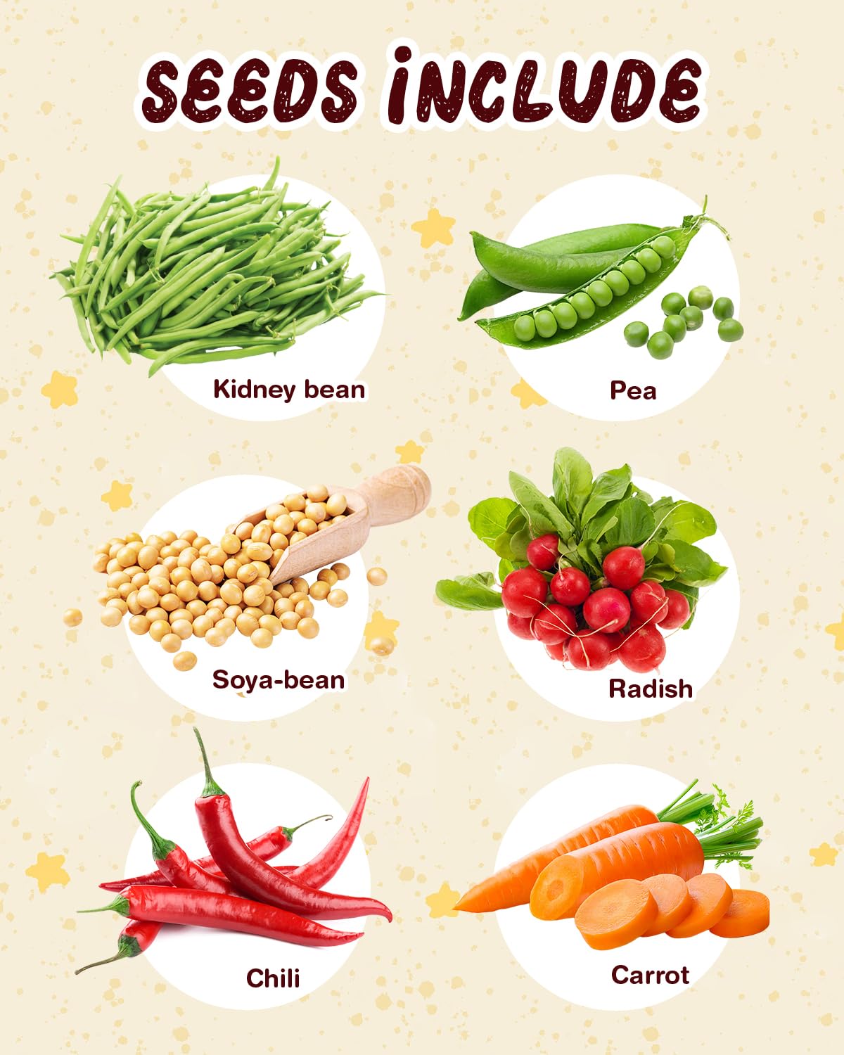 Root Viewer Kit seed varieties display showing Kidney Bean Pea Soya-Bean Radish Chili Carrot