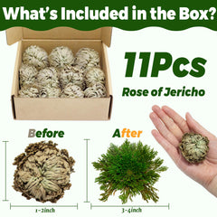 Rose of Jericho revival plant expanding in water to 2-3 inches