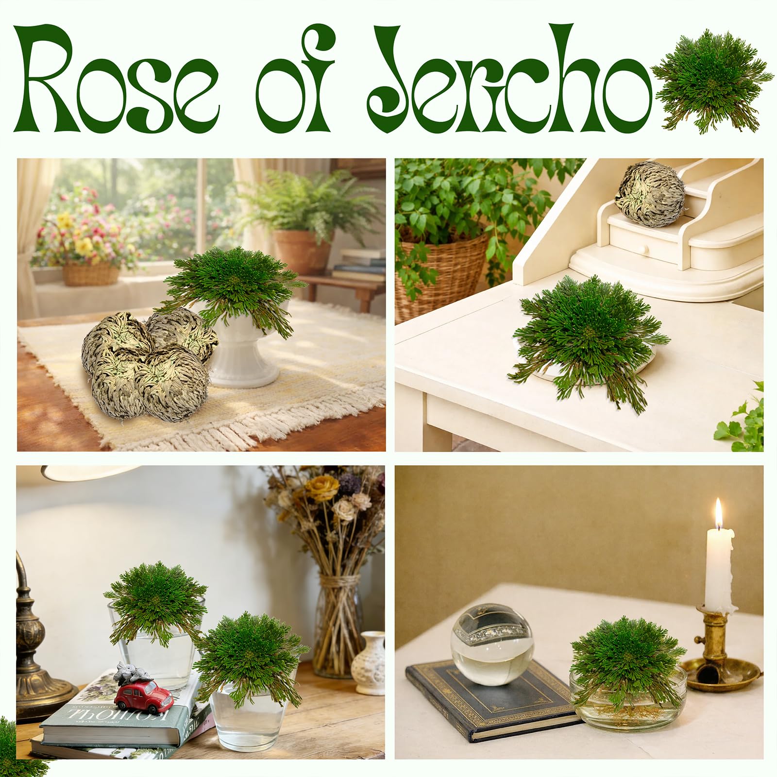 Rose of Jericho home decor display in bowl or terrarium