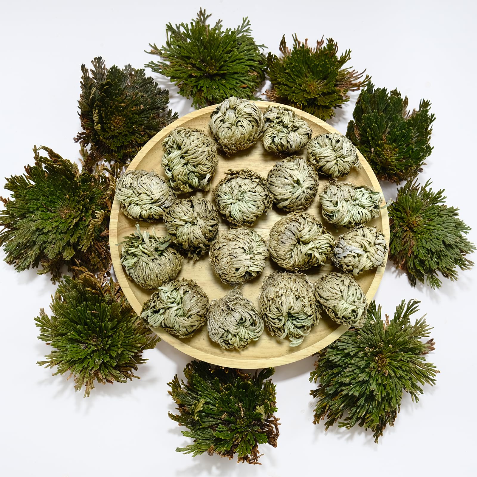 11 pack Rose of Jericho resurrection plants in dried form