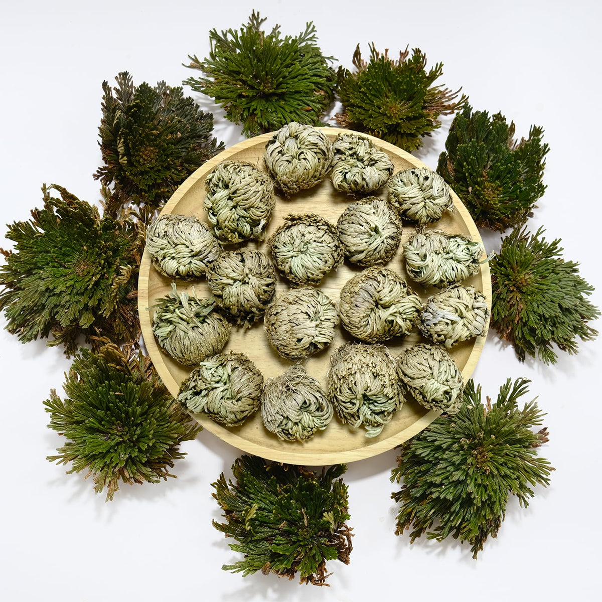 11 pack Rose of Jericho resurrection plants in dried form