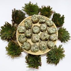 11 pack Rose of Jericho resurrection plants in dried form