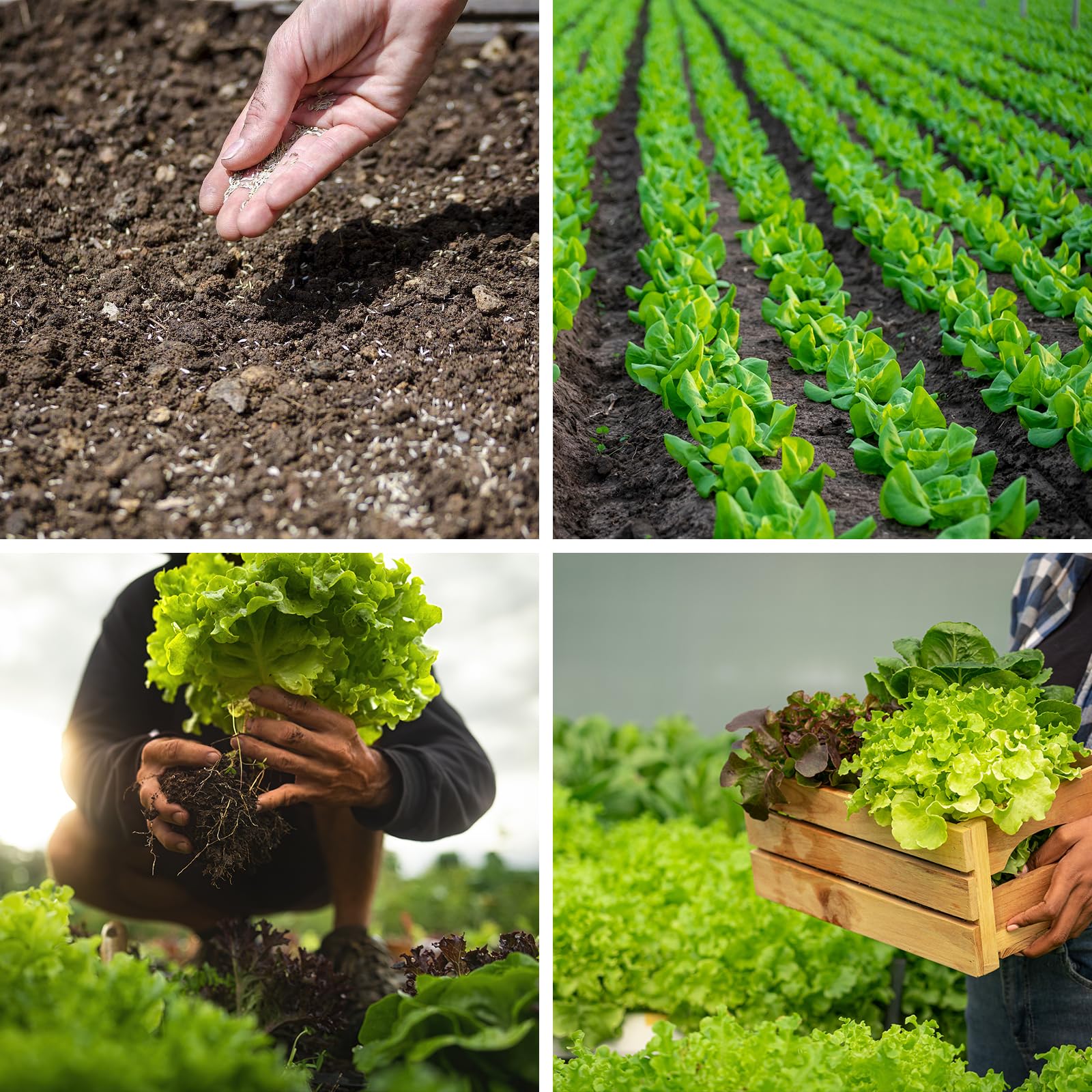 Lettuce seeds Ruby Leaf variety from 20,000+ Lettuce Seeds collection