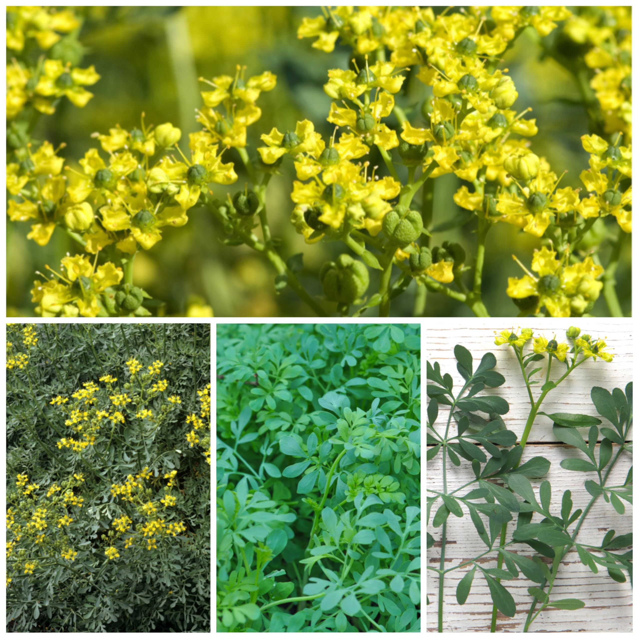 Rue seeds packet with back sowing guide