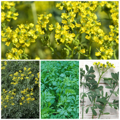Rue seeds packet with back sowing guide