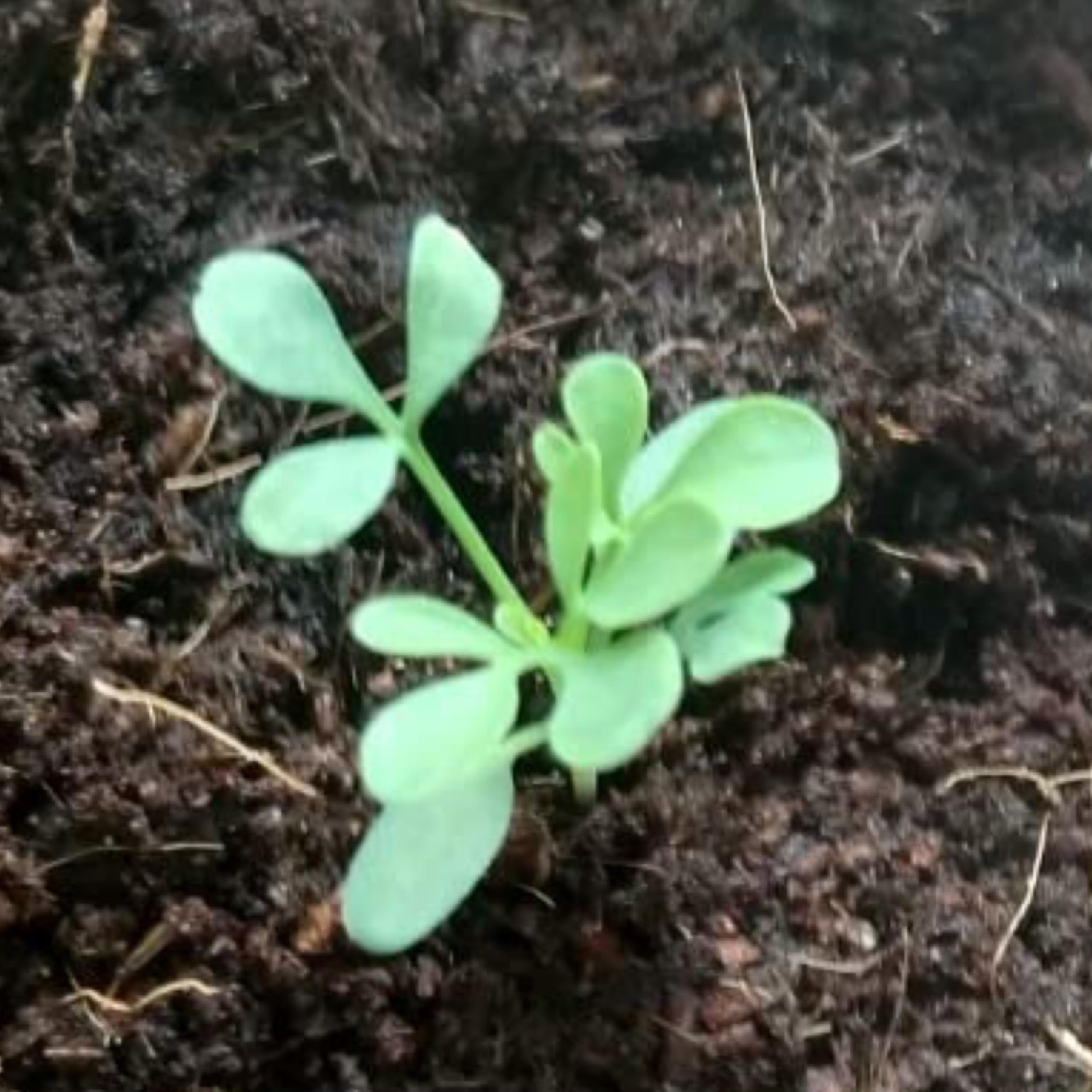 GMO-free promise and open-pollinated heirloom rue seeds