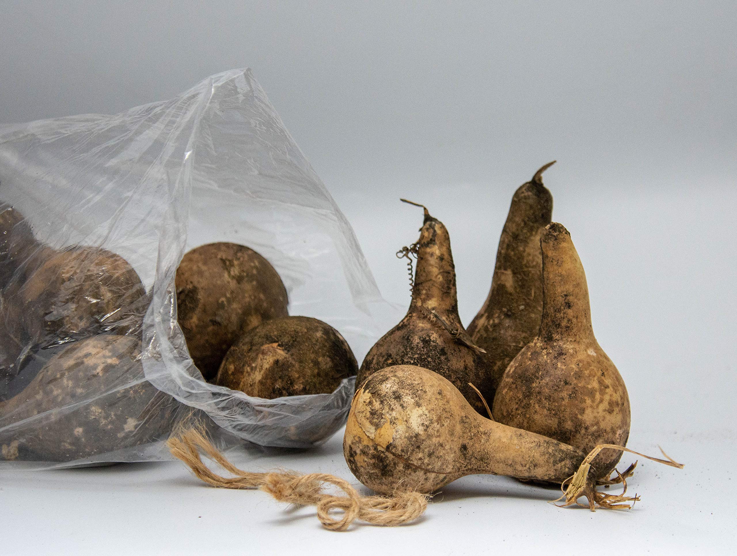 Bag of 24 primitive gourds for rustic decor
