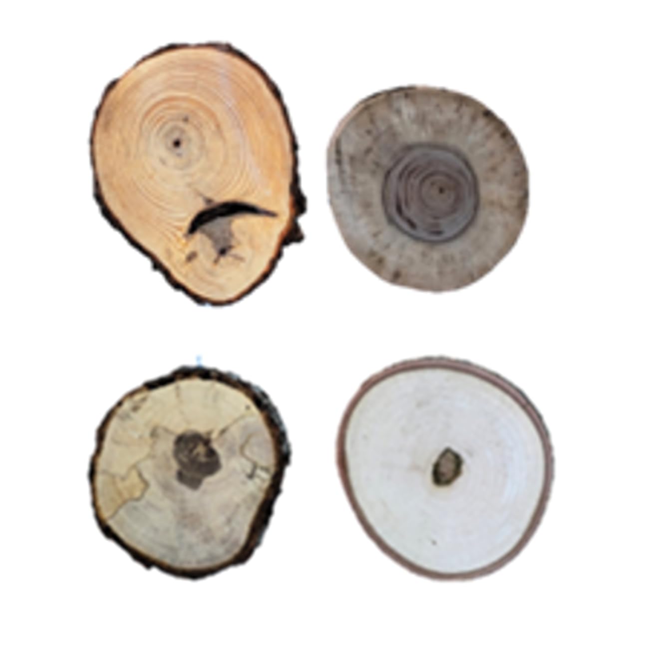 Rustic home decor and holiday decor wood slices
