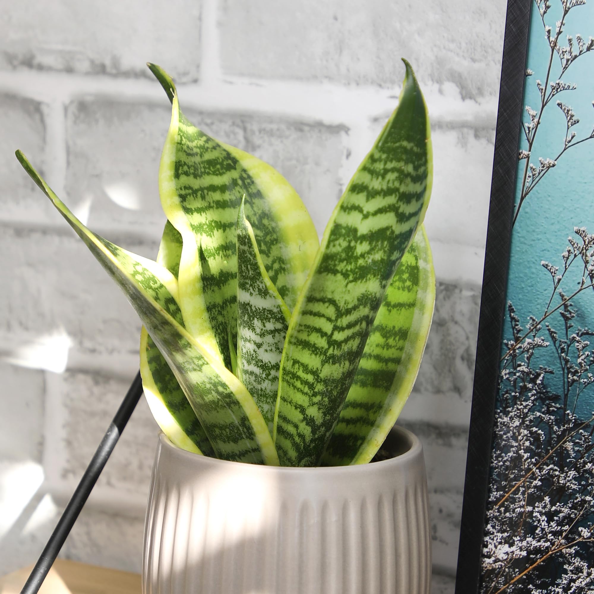 Drought tolerant indoor plant suitable for beginners