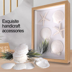 30 pcs scallop shells natural white for home decor