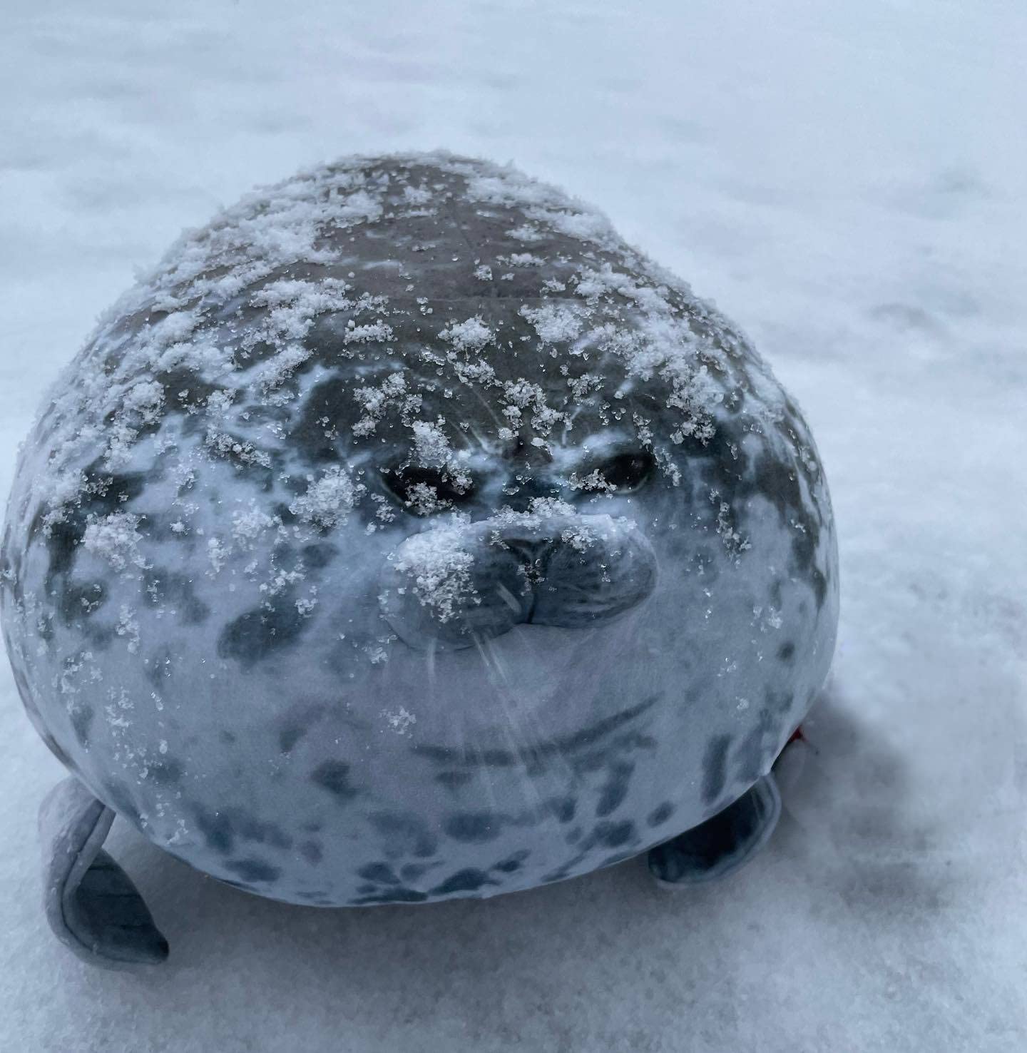 Cushion for car or office use with seal plush pillow