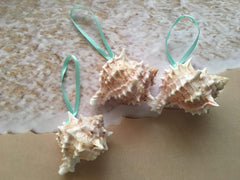Seashell ornament turquoise ribbon hanging option