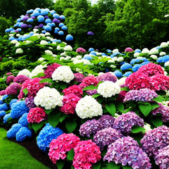 Seed grown hydrangea giant snowball may take years to bloom