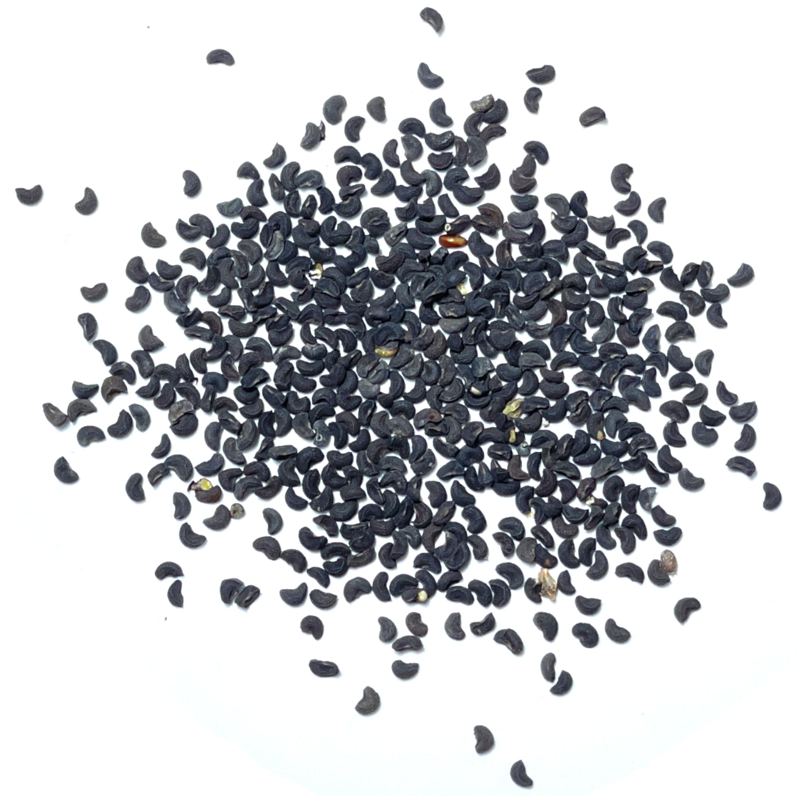 Fresh Rue Seeds from temperature and moisture controlled facility