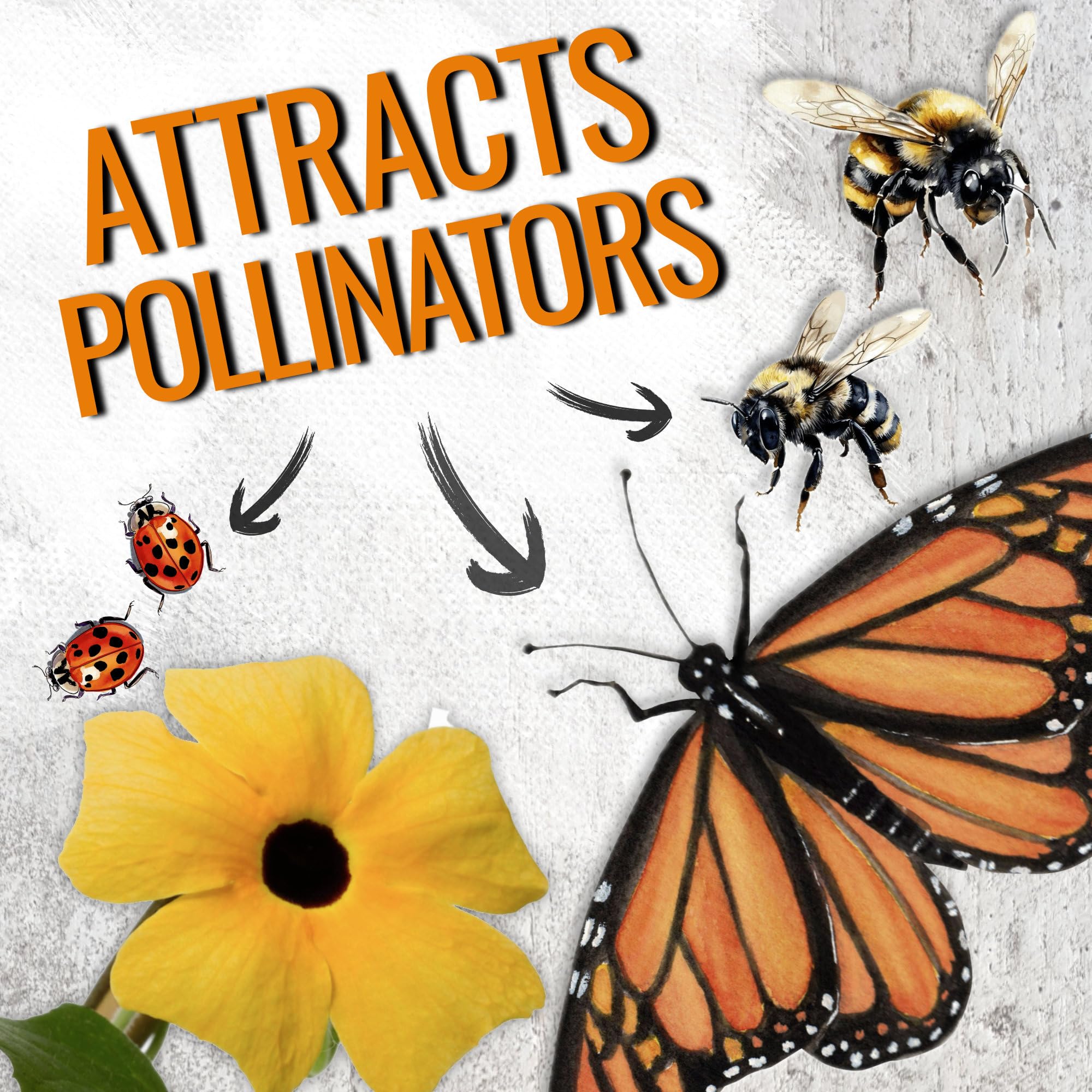 Seed Needs annual flower seeds for summer bloom
