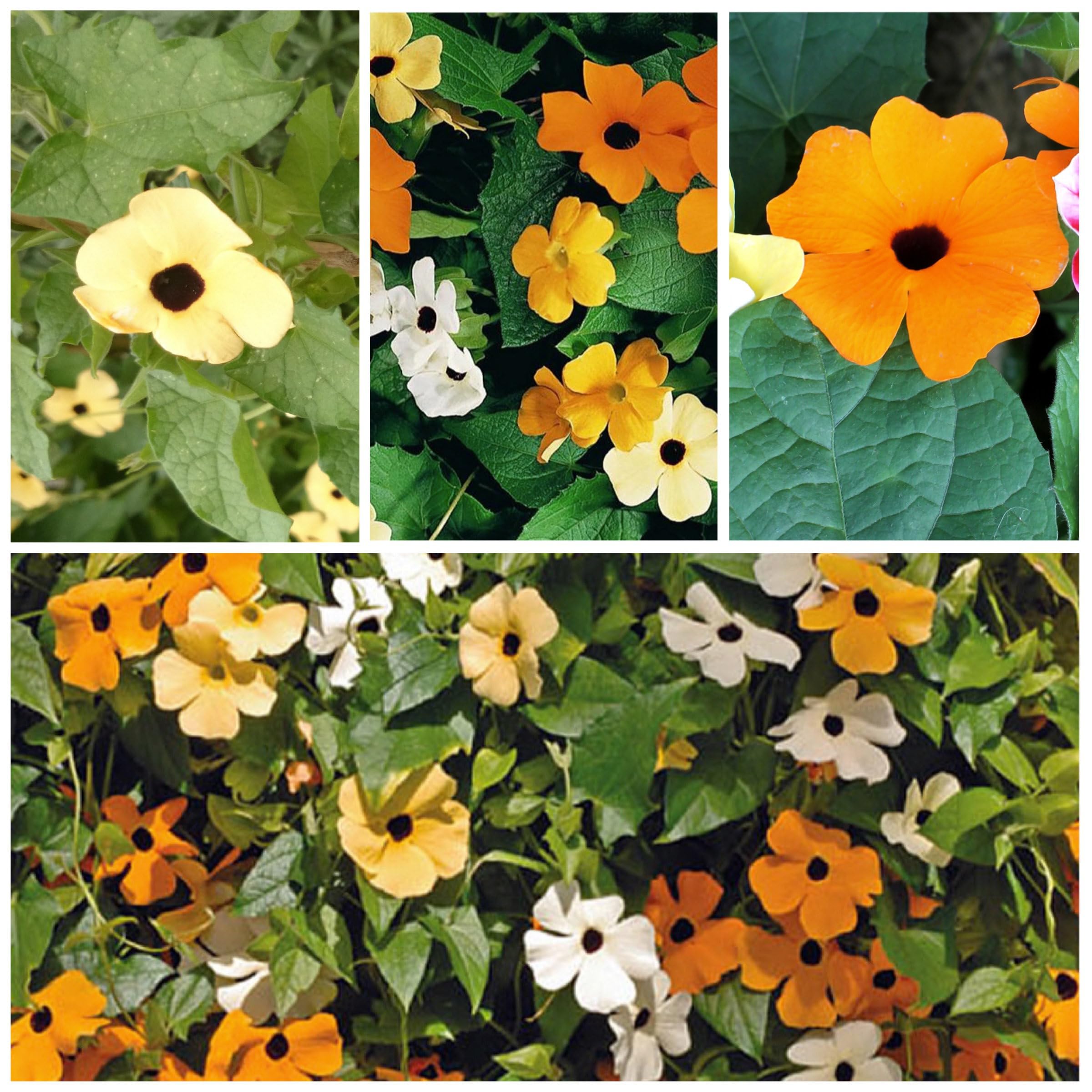 Seed Needs seed packet size 3.25 x 4.50 inches