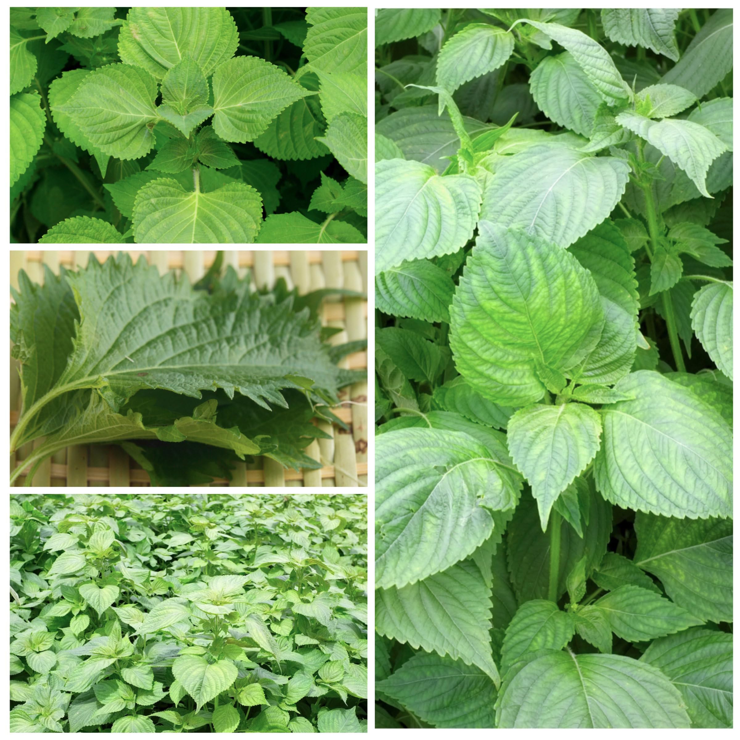 Open pollinated heirloom seed packet information from Seed Needs