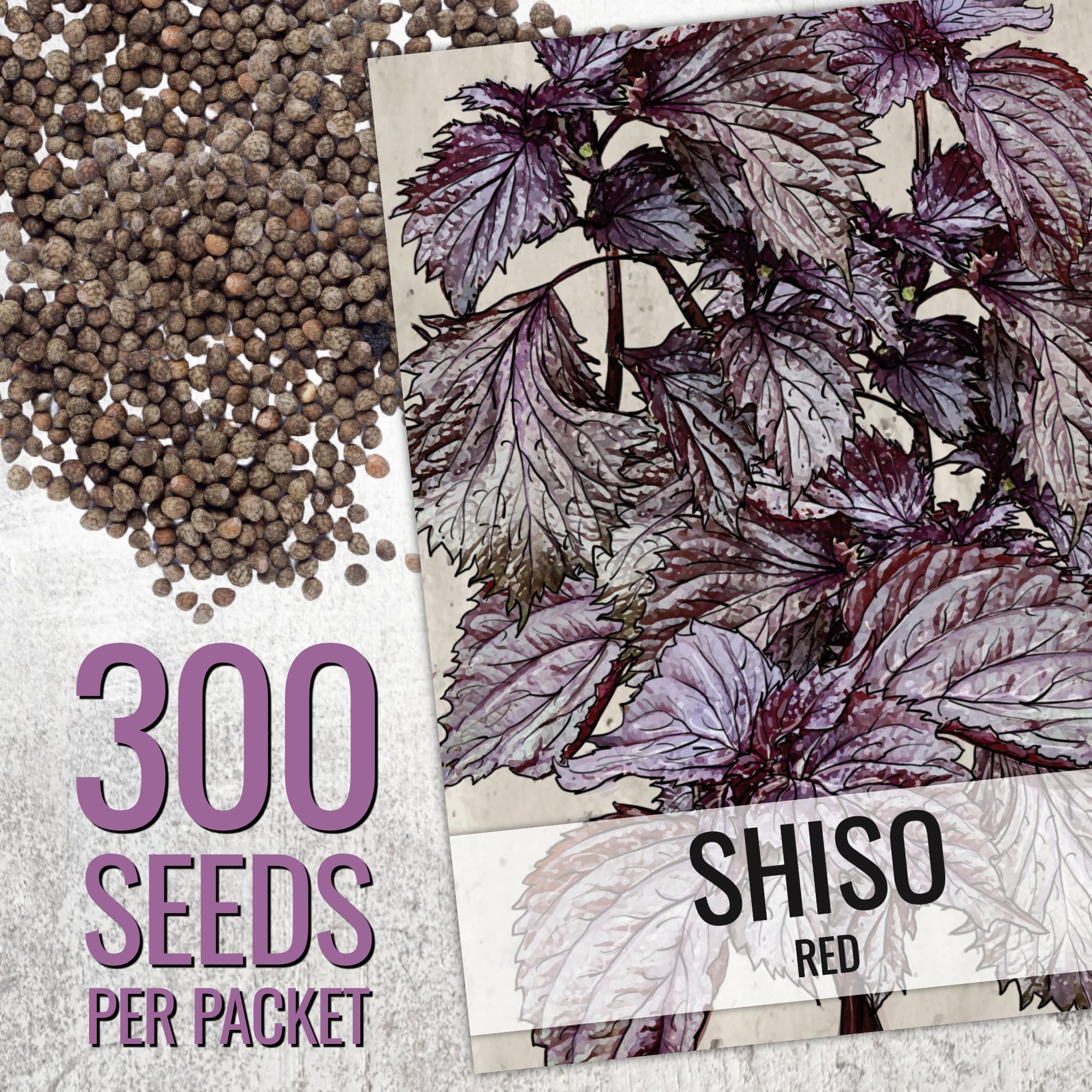 Red shiso seed packet illustration from Seed Needs