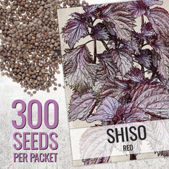 Red shiso seed packet illustration from Seed Needs
