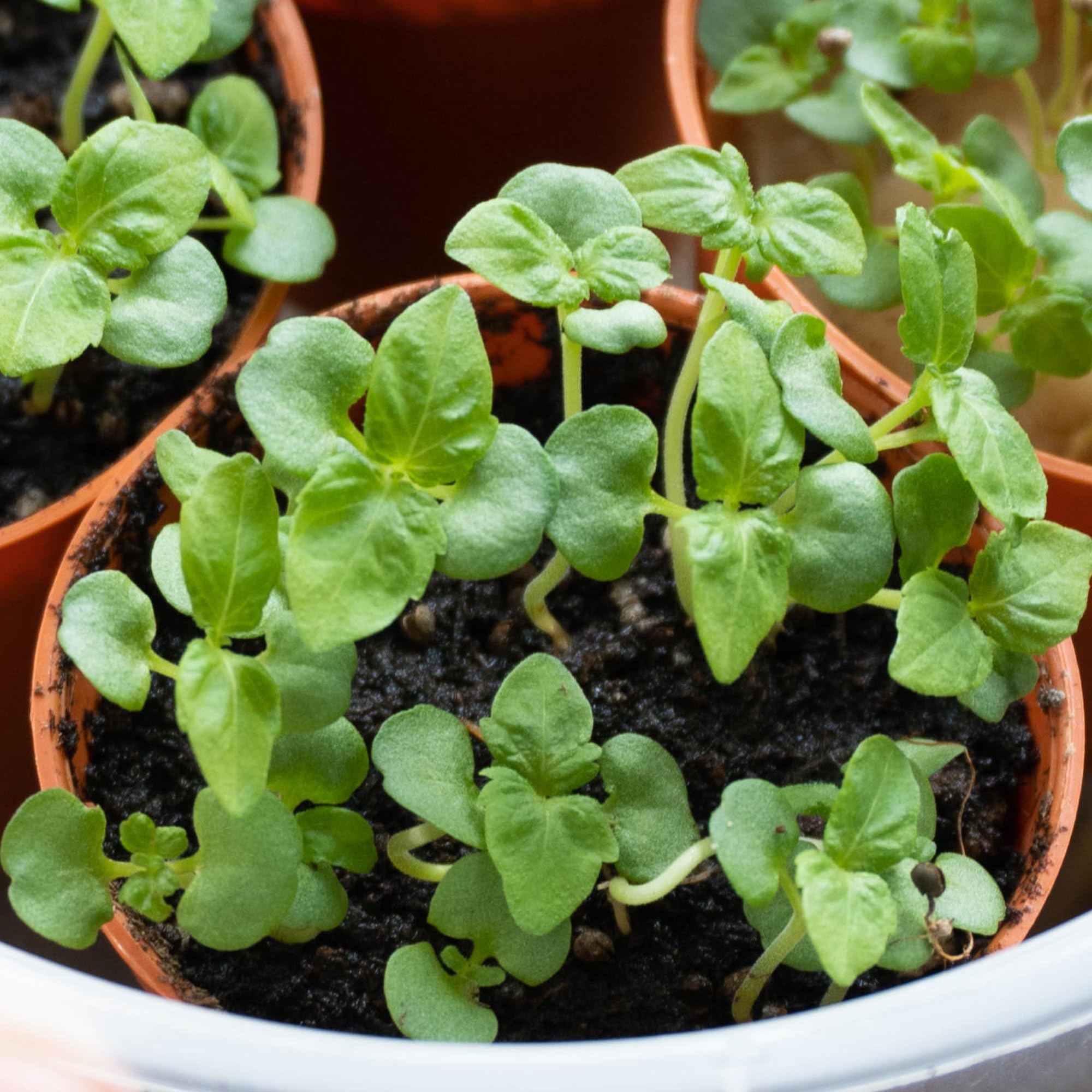Moisture resistant seed packaging from Seed Needs