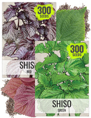 Green shiso seed packet illustration from Seed Needs