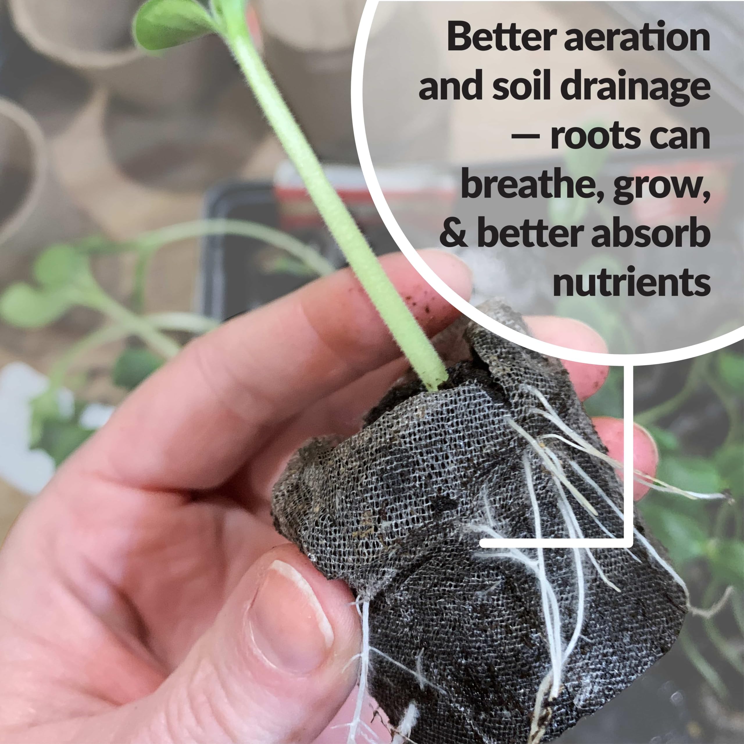 Seeds starting plugs indoor use Jiffy 36 mm peat pellets