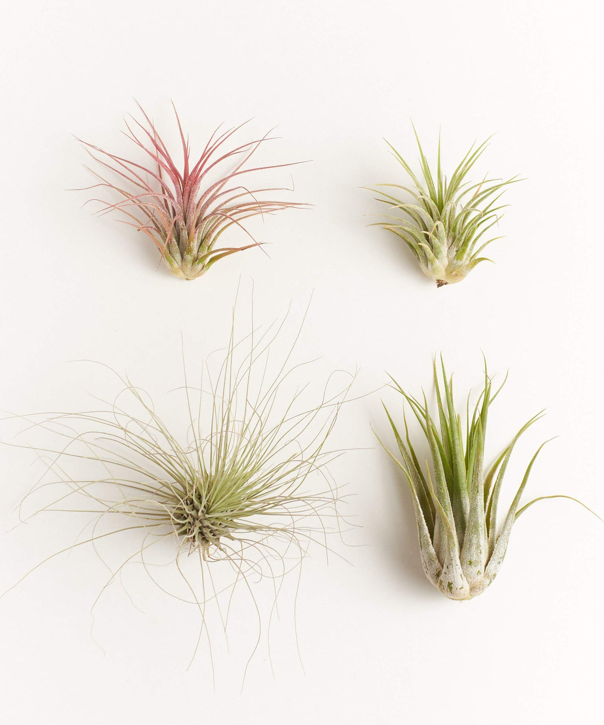 Shop Succulents air plants 4-pack assorted species hand selected