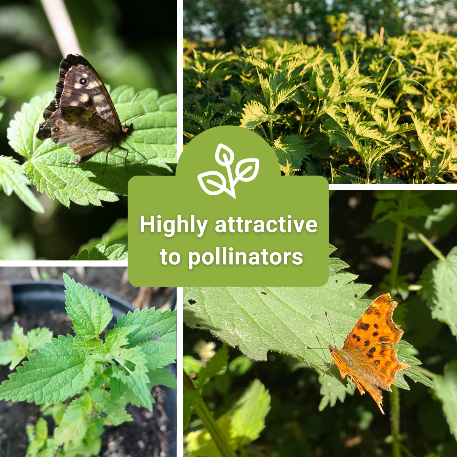 Non-GMO heirloom stinging nettle seed Safe Seed Pledge