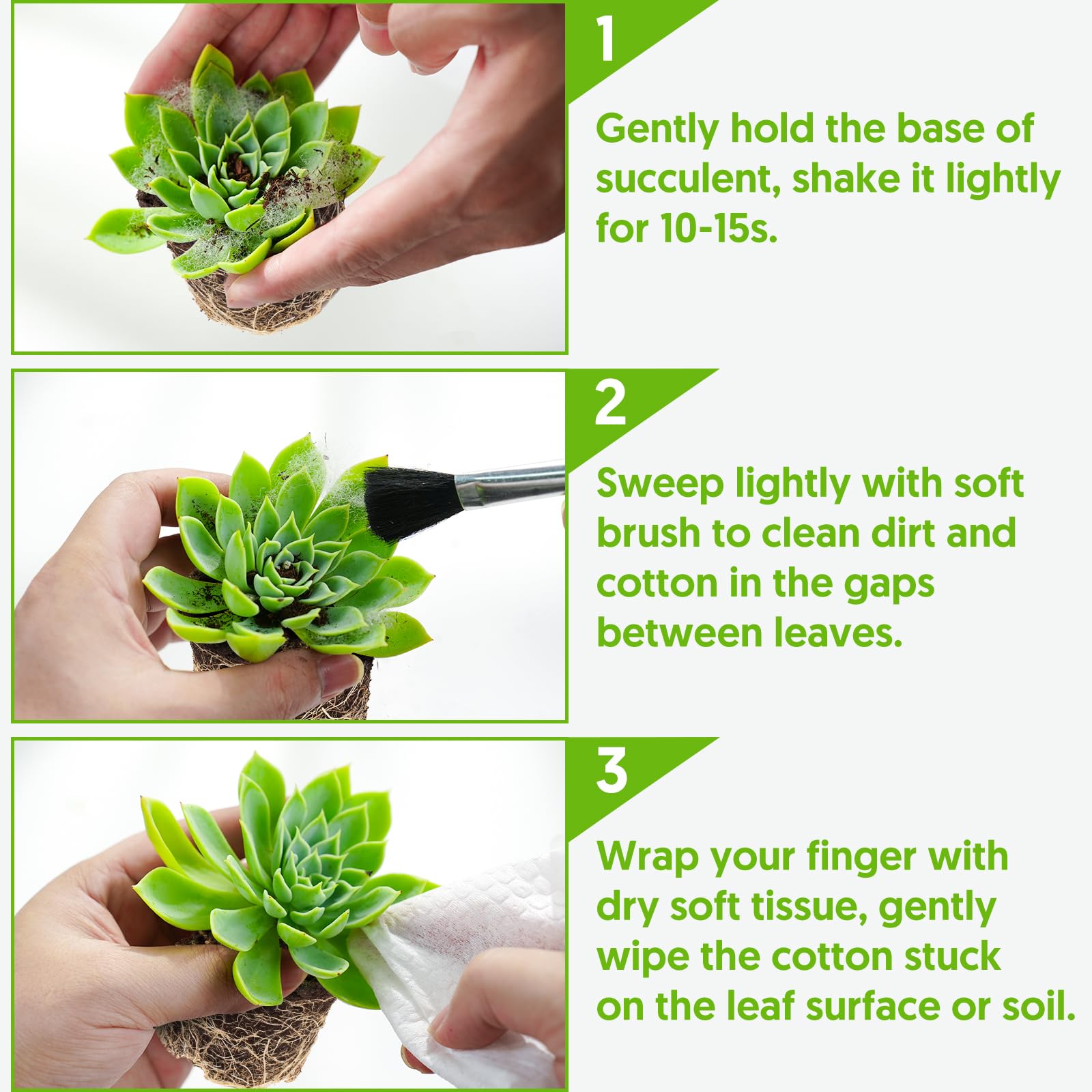 Stem cutting propagation ready String of Pearls care guide
