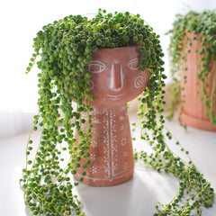California farm grown String of Pearls with strong root system