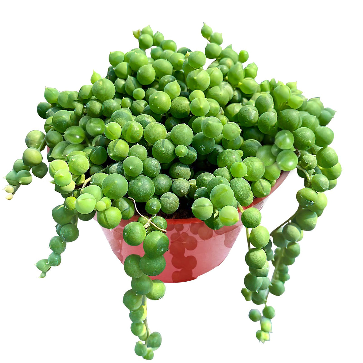 Sprout N Green String of Pearls trailing succulent in a 4 inch starter planter