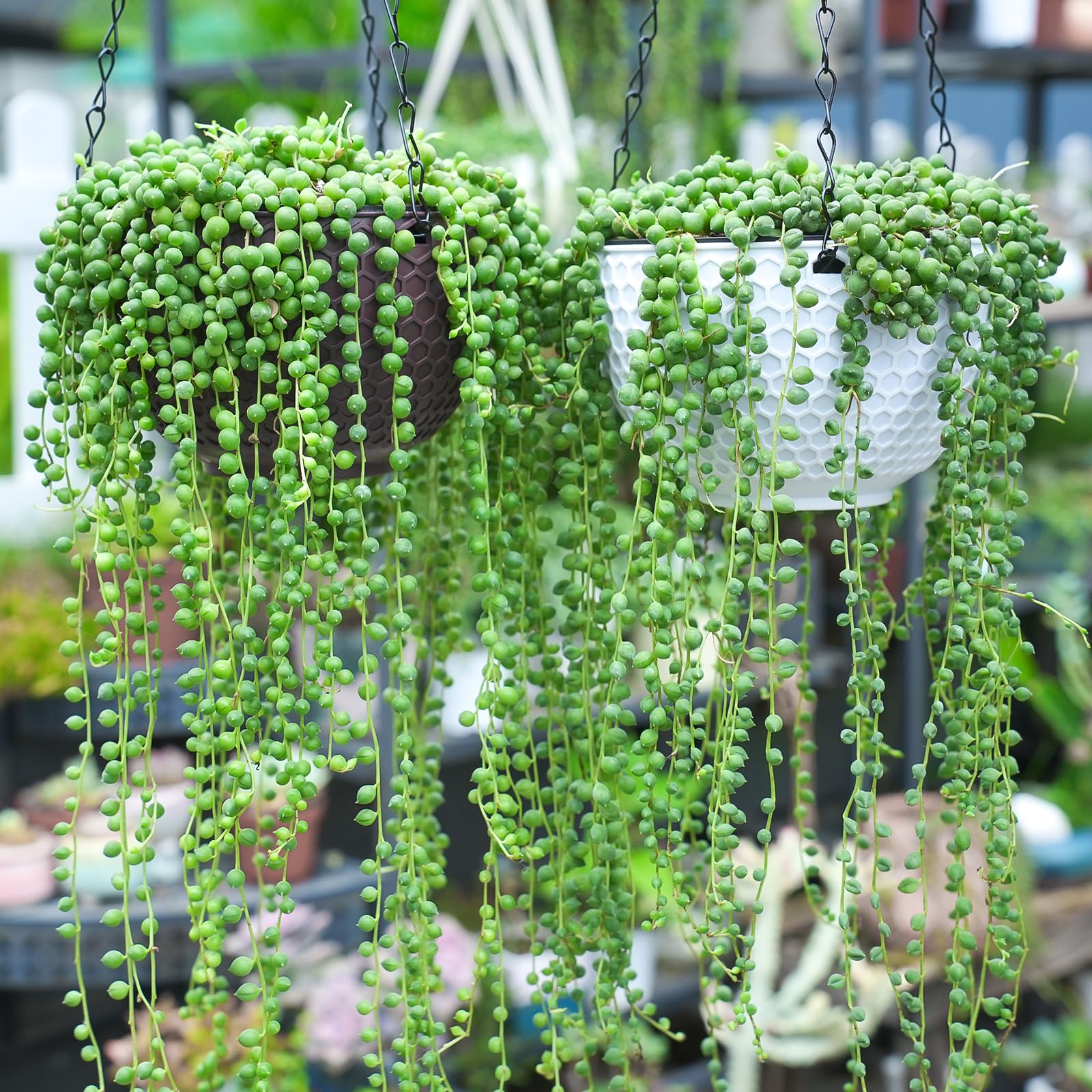 String of pearls leaves bead-like trailing plant from Sprout N Green