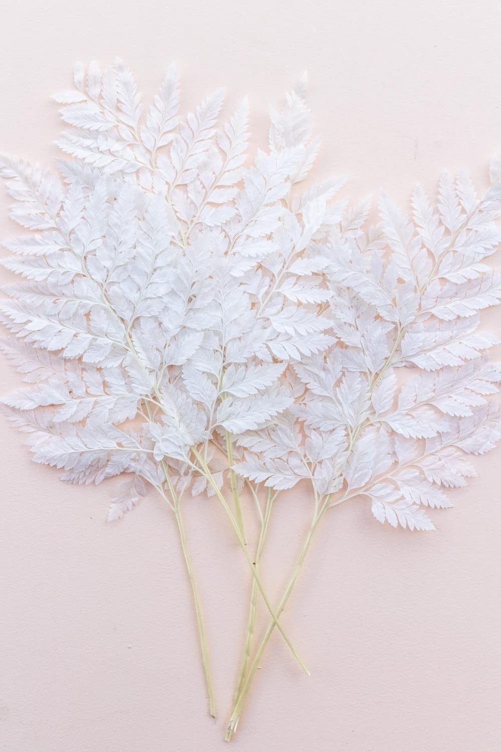 Ten Stems per Bunch of Fern Leaves