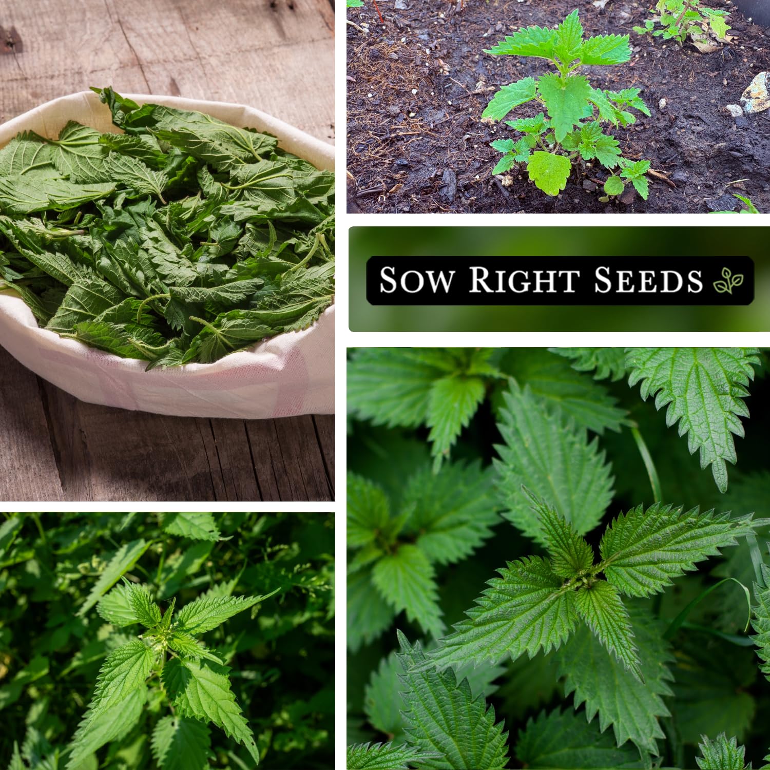 Stinging nettle plant grows 2-6 feet tall from seed