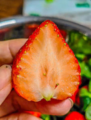 Strawberry seeds sowing in seed-starting flat