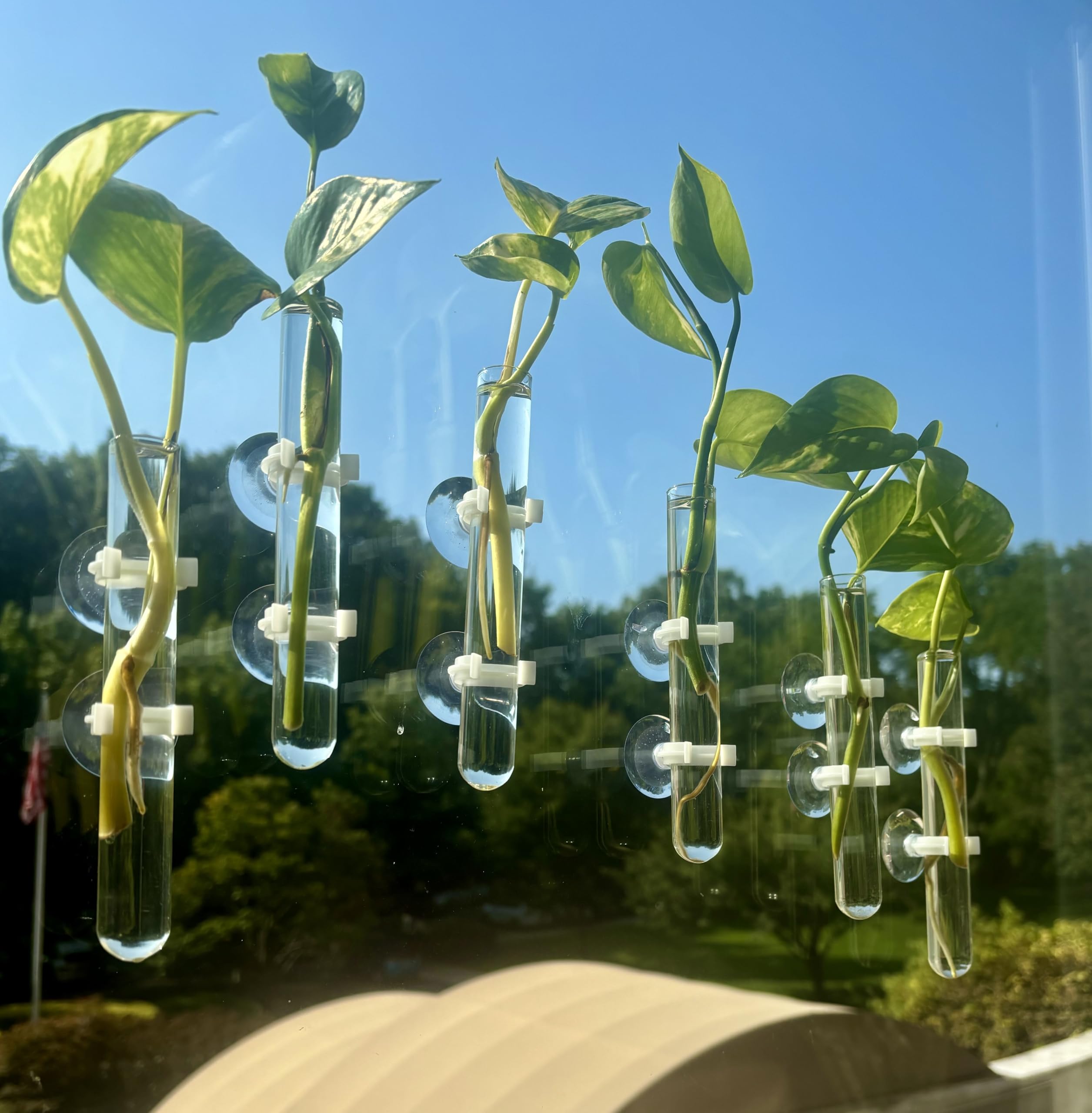 glass test tube vases with 14 suction cups