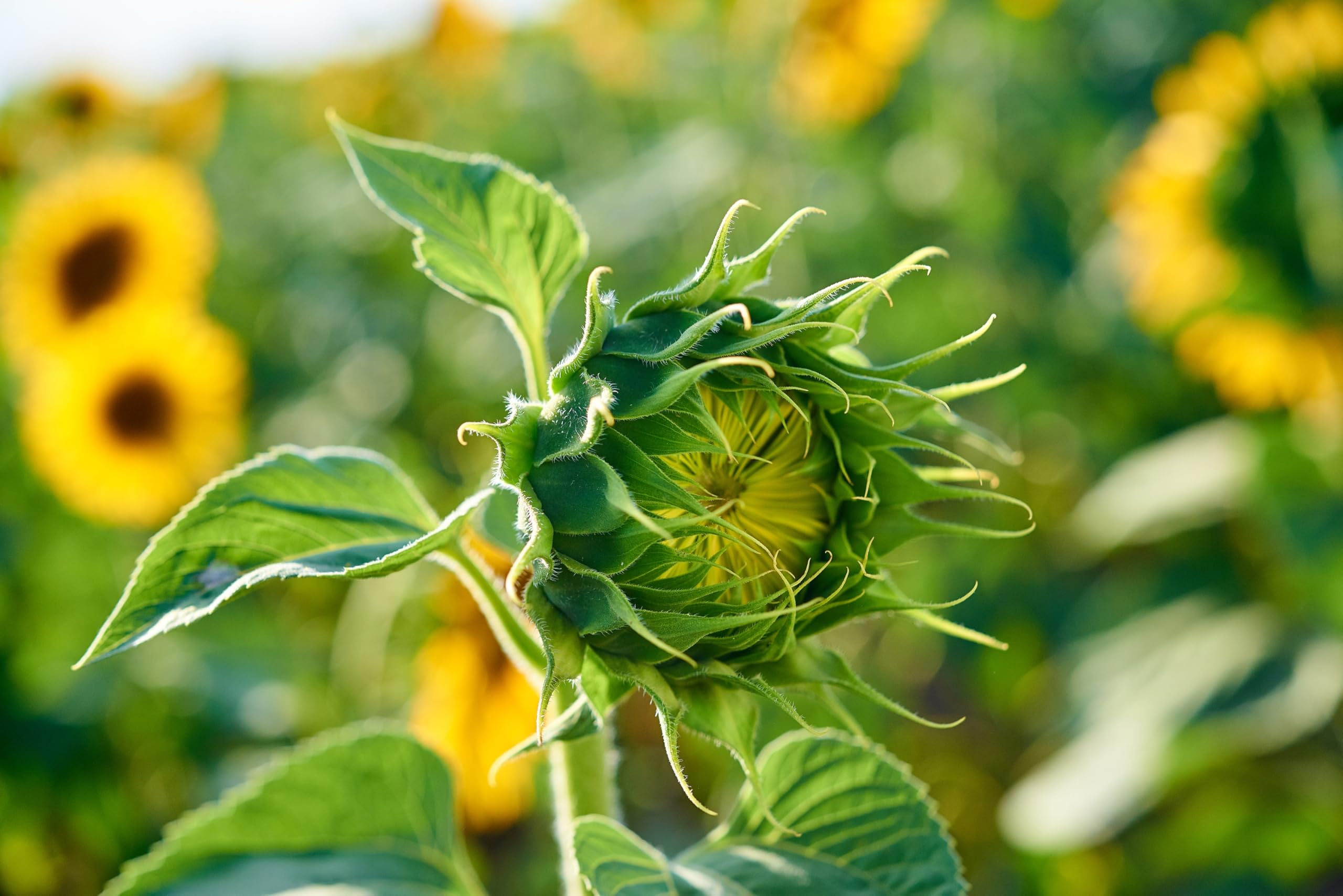 axels garden seeds home garden variety seeds