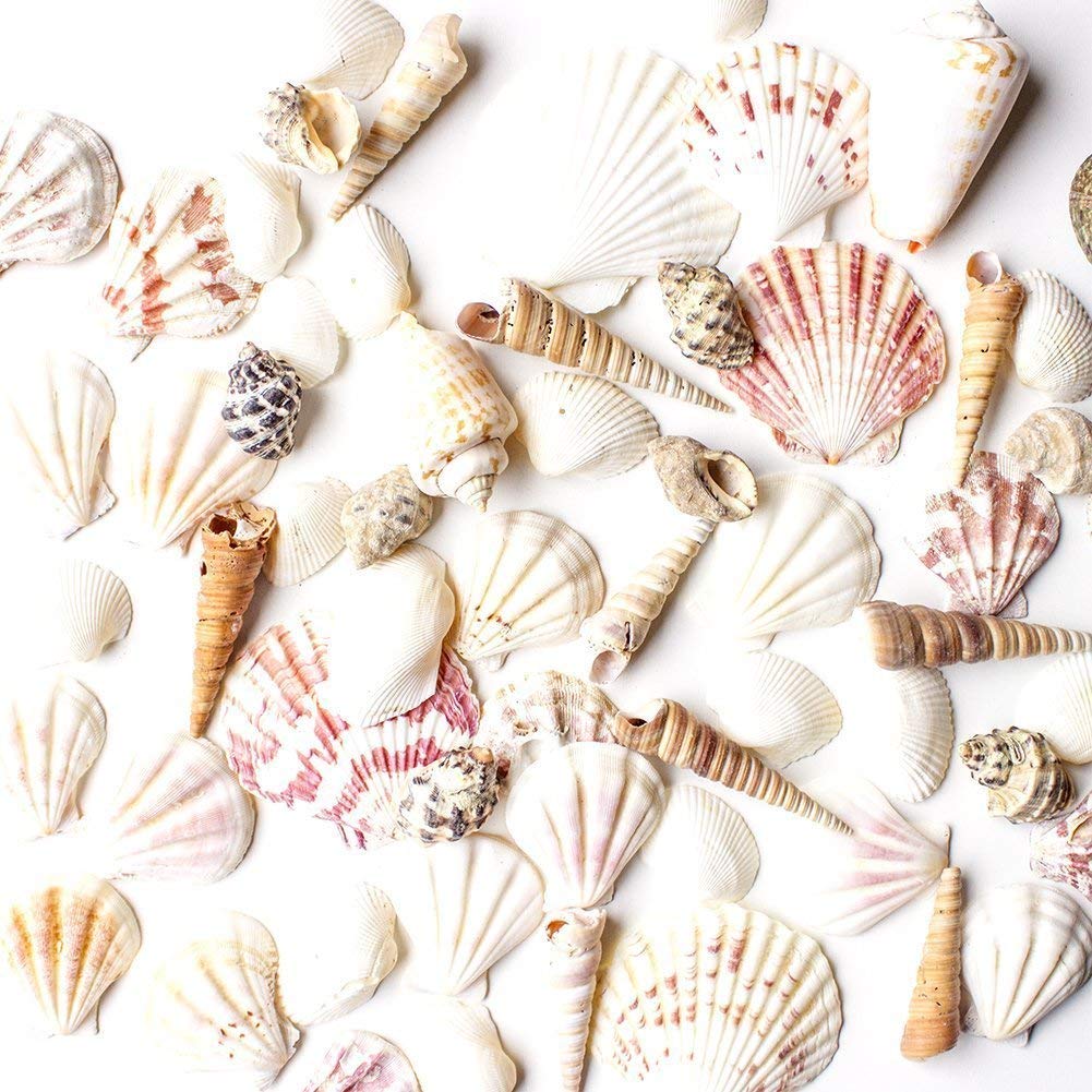 Super Z Outlet mixed ocean beach seashells assortment for decorations