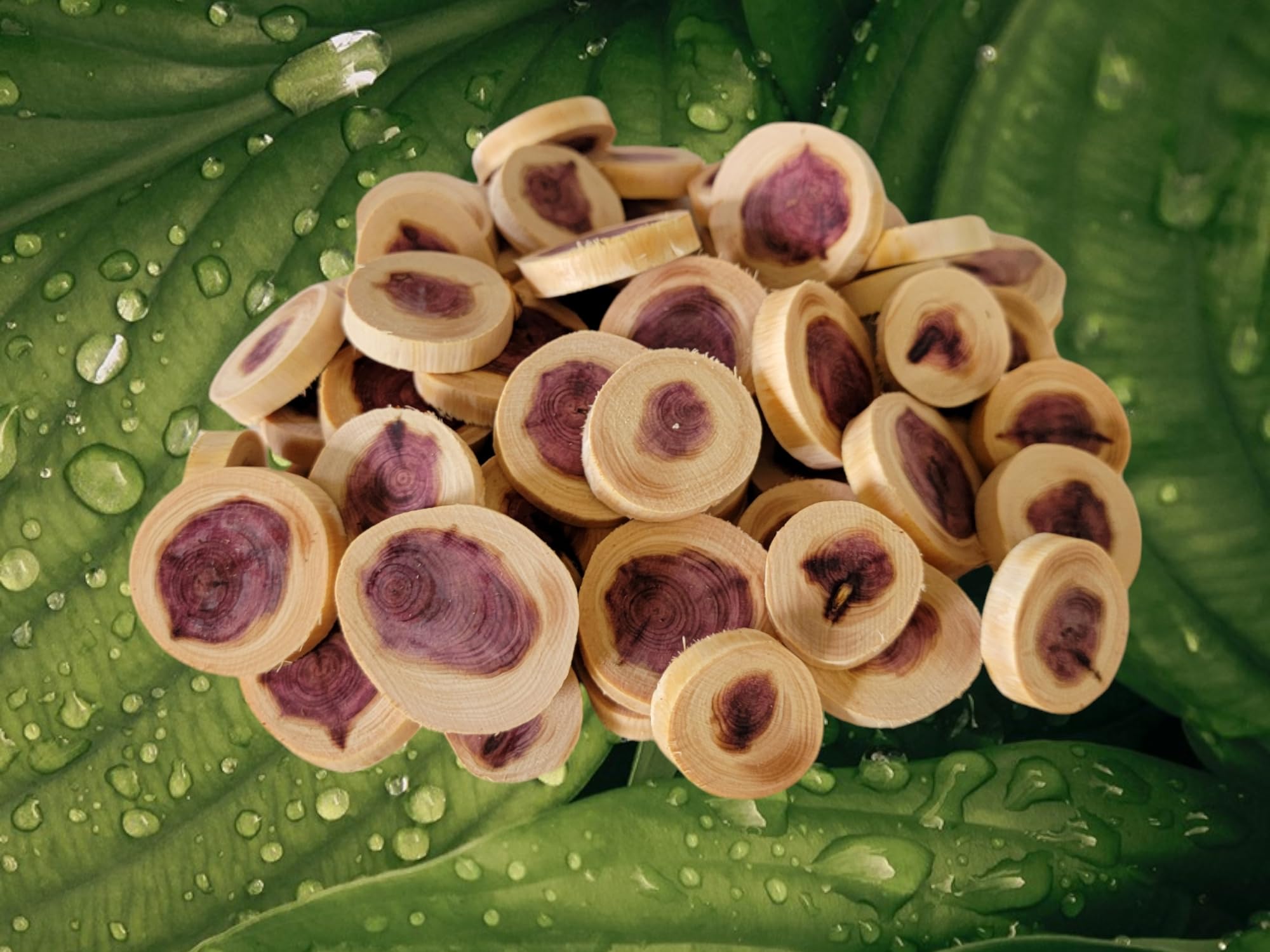 USA made cedar wood crafting slices