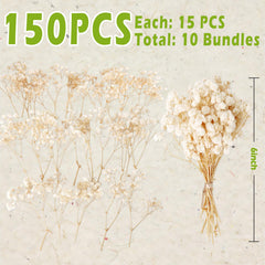 Ten mini bouquets ivory dried babys breath stems