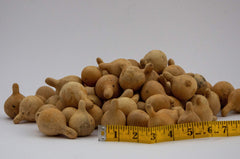 Dried and washed gourds ready for crafts