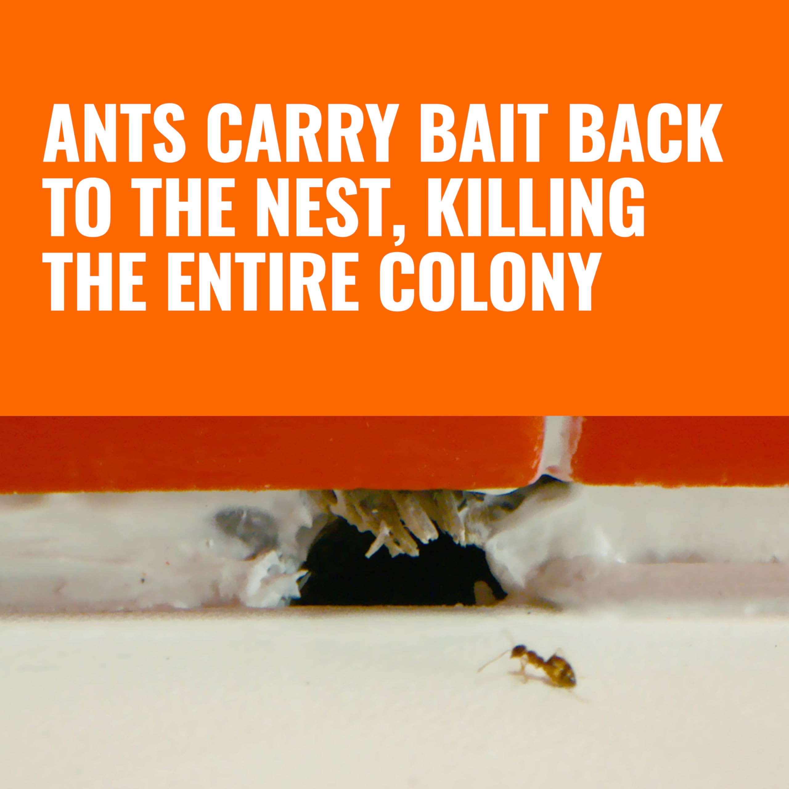 Liquid ant bait Terro indoor use