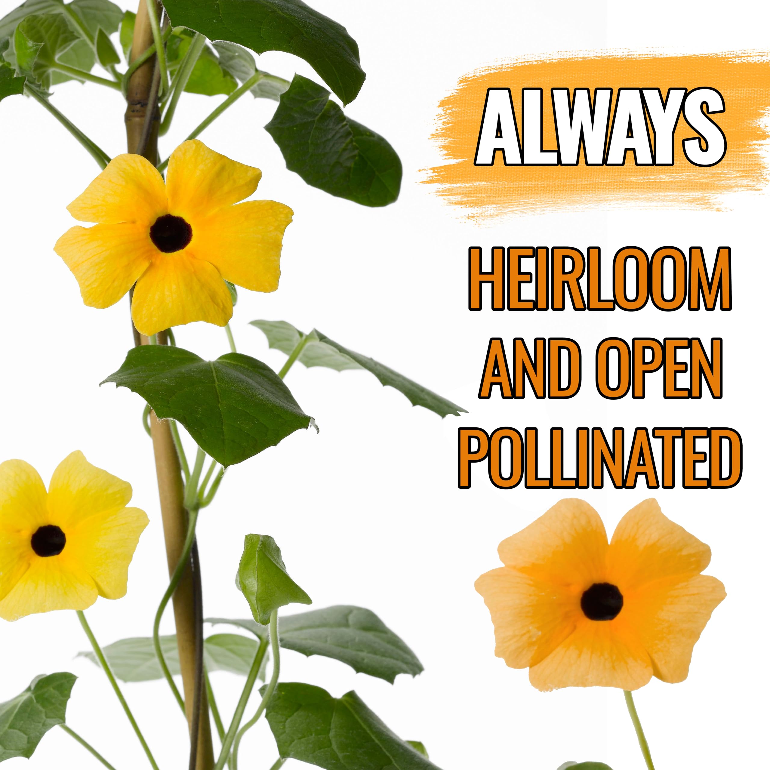 Thunbergia seed packet front with illustration
