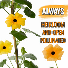 Thunbergia seed packet front with illustration