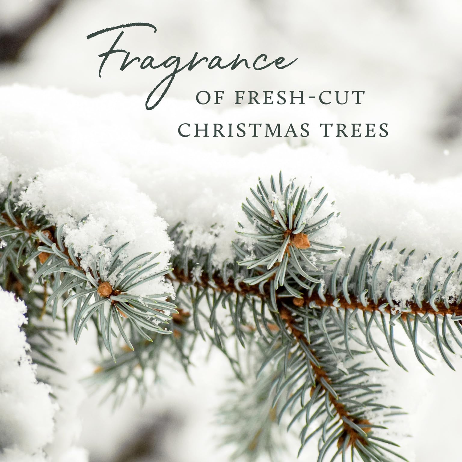 home decor use with thymes frasier fir votives